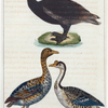1. Le Cygne. 2. L'Oie sauvage. 3. L'Oie de Guinée.