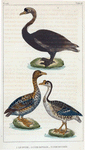 1. Le Cygne. 2. L'Oie sauvage. 3. L'Oie de Guinée.