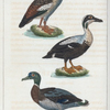 1. L'Oie d'Égypte. 2. L'Eider. 3. Le Canard mâle.