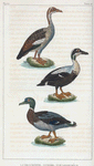 1. L'Oie d'Égypte. 2. L'Eider. 3. Le Canard mâle.