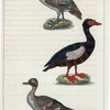 1. Le Canard siffleur mâle. 2. Le Canard musqué. 3. Le Canard à longue queue.