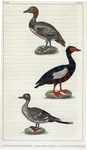 1. Le Canard siffleur mâle. 2. Le Canard musqué. 3. Le Canard à longue queue.
