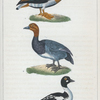 1. Le Canard Tadorne. 2. Le Canard Milouin [Millouin]. 3. Le Garrot.
