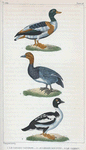 1. Le Canard Tadorne. 2. Le Canard Milouin [Millouin]. 3. Le Garrot.