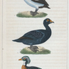 1. Le Morillon. 2. La Macreuse. 3. Le Beau Canard huppé [mâle].