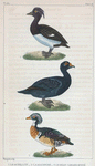 1. Le Morillon. 2. La Macreuse. 3. Le Beau Canard huppé [mâle].