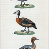 1. Le Canard à collier de Terre-Neuve. 2. Le Canard à face blanche. 3. La Sarcelle mâle.