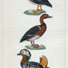 1. La Sarcelle femelle. 2. La Sarcelle d'Égypte. 3. La Sarcelle de la Chine.