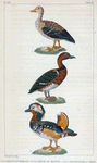 1. La Sarcelle femelle. 2. La Sarcelle d'Égypte. 3. La Sarcelle de la Chine.