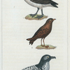 1. Le Pétrel. 2. Le Damier. 3. L'Oiseau tempête.
