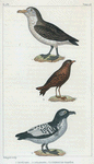1. Le Pétrel. 2. Le Damier. 3. L'Oiseau tempête.