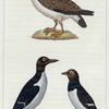 1. L'Albatros. 2. Le Guillemot. 3. Le Petit Guillemot.