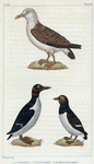 1. L'Albatros. 2. Le Guillemot. 3. Le Petit Guillemot.