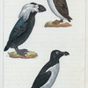 1. Le Macareux. 2. Le Macareux de Kamtschatka. 3. Le Pinguin.