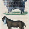 1. Le Bouc de Cachemire. 2. Le Bouc de Népaul.