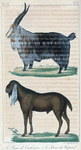 1. Le Bouc de Cachemire. 2. Le Bouc de Népaul.