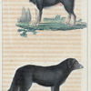 1. Le Chien de Esquimaux. 2. Le Chien de Terre-Neuve.