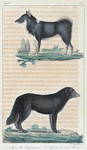 1. Le Chien de Esquimaux. 2. Le Chien de Terre-Neuve.
