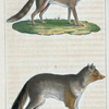 1. Le Loup glouton. 2. Le Loup de Dazara [de d'Azara].