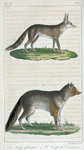 1. Le Loup glouton. 2. Le Loup de Dazara [de d'Azara].
