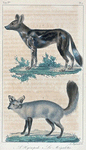 1. Le Hyénopode. 2. Le Mégalotis.