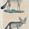1. Le Fennec. 2. Le Loup pâle.