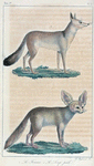 1. Le Fennec. 2. Le Loup pâle.