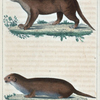 1. Le Loutre Nirnaier. 2. Le Loutre Leptonyx.