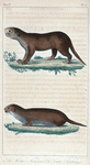 1. Le Loutre Nirnaier. 2. Le Loutre Leptonyx.