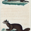 1. Le Mink. 2. La Marte Zibeline.