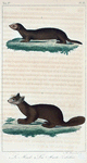 1. Le Mink. 2. La Marte Zibeline.