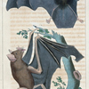 1. Le Rhinopome microphylle. 2. Le Mormops.