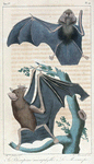 1. Le Rhinopome microphylle. 2. Le Mormops.