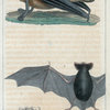 1. Le Noctilion bec-de-lièvre. 2. Le Myoptere ou Rat volant.