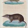 1. La Musaraigne blonde. 2. La Musaraigne masquée. (toutes deux de grandeur naturelle)