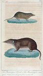 1. La Musaraigne blonde. 2. La Musaraigne masquée. (toutes deux de grandeur naturelle)