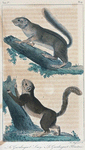 1. Le Guerlinguet Lary. 2. Le Guerlinguet Plantani.