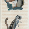 1. L'Écureuil d'Hudson. 2. Le Spermophile à quatre bandes.