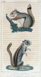 1. L'Écureuil d'Hudson. 2. Le Spermophile à quatre bandes.