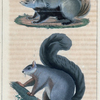 1. L'Écureuil à grande queue. 2. L'Écureuil des Pyrénées.
