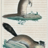 1. Le Spermophile de Richardson. 2. Le Spermophile de Franklin.