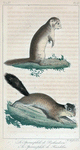 1. Le Spermophile de Richardson. 2. Le Spermophile de Franklin.