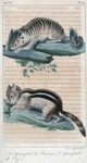 1. Le Spermophile de Beechey. 2. Le Spermophile de Say.