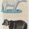 1. L'Ours brun. 2. L'Ours blanc.