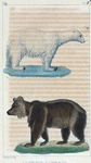 1. L'Ours brun. 2. L'Ours blanc.