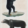 1. L'Ours Euryspile. 2. L'Ours Malais.