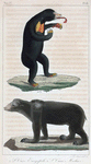 1. L'Ours Euryspile. 2. L'Ours Malais.