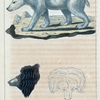 1. L'Ours de Syrie. 2. Tête de l'Ours jongleur.