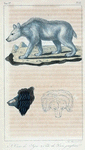 1. L'Ours de Syrie. 2. Tête de l'Ours jongleur.