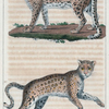 1. La Panthère. 2. Le Leopard.